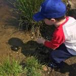 A child releases one of the turtles into the pond.